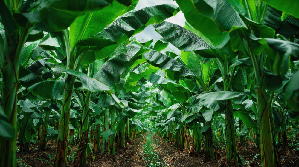 Fresh Banana Supplier to Qatar